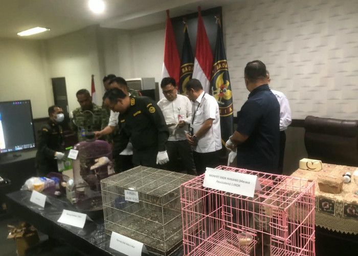 Lewat Mesin X-Ray, Petugas Bandara Juanda Gagalkan Penyelundupan Kera hingga Tupai Tanpa Dokumen