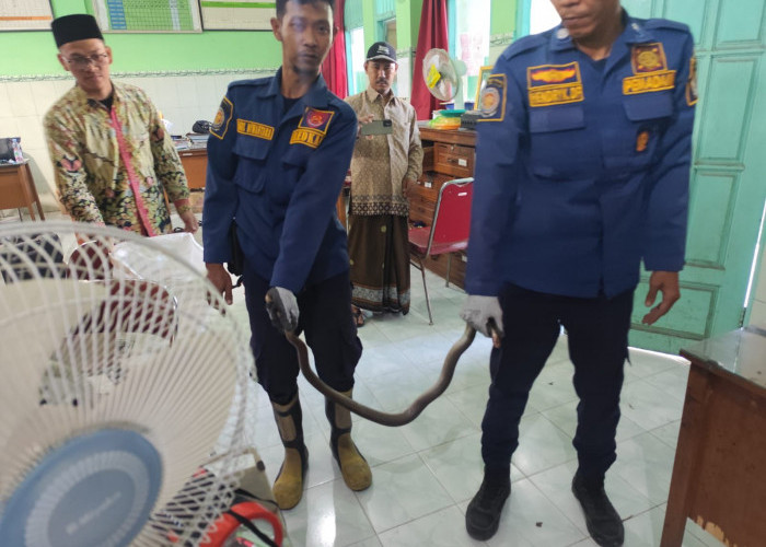 Ular Kobra Bikin Panik Guru Sekolah di Gresik, Damkar Turun Tangan