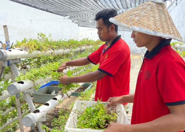 Rutan Situbondo Kembangkan Produk Teh Daun Mint untuk Dukung Asta Cita dan UMKM