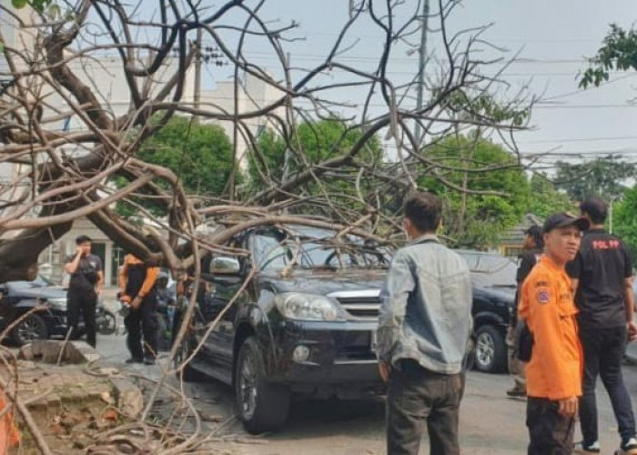 Banyak Tumbang, Dewan Minta Pemkot Cek Kondisi Seluruh Pohon di Surabaya