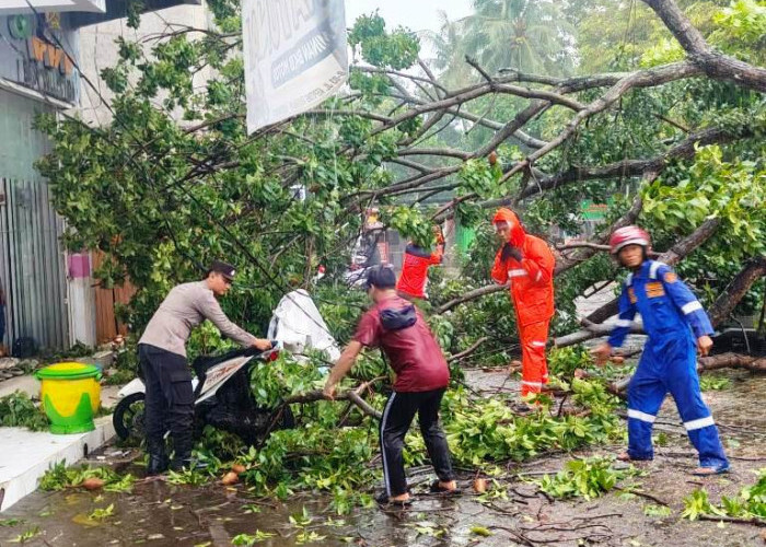 Polsek Banyuwangi Evakuasi Pohon Tumbang Timpa Mobil dan Motor di Jalan Kepiting
