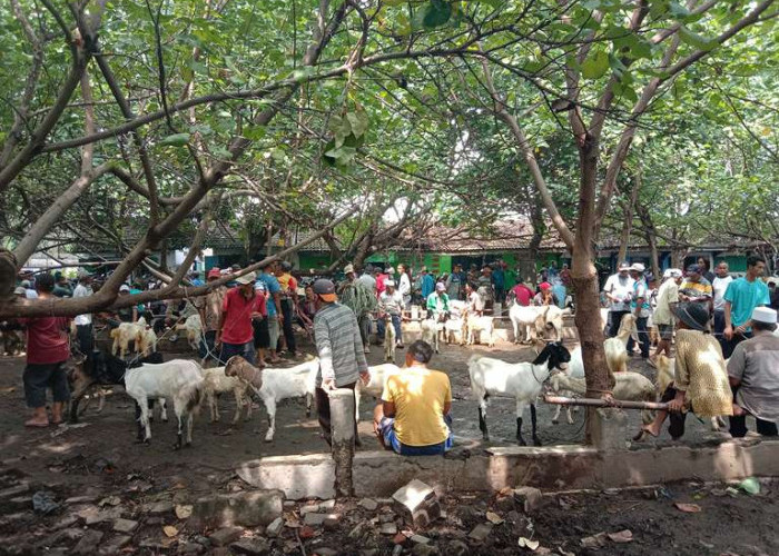 Cegah Penyebaran PMK, Pemkab Pasuruan Tutup Semua Pasar Hewan