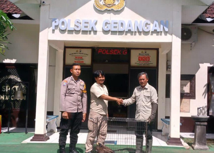 Polres Malang Serahkan Elang Ular Bido Satwa Dilindungi ke BBKSDA Jatim