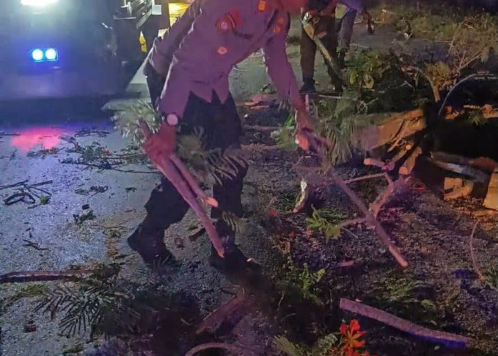 Polsek Kedunggalar dan BPBD Ngawi Gerak Cepat Evakuasi Pohon Tumbang, Arus Ngawi-Solo Kembali Lancar