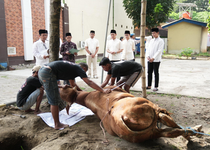 Iduladha 1447 H, Polres Kediri Kota Salurkan 10 Sapi dan 8 Kambing Kurban