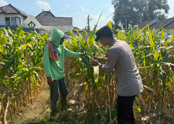 Bhabinkamtibmas Desa Pulo Dampingi Petani dan Serap Aspirasi untuk Ketahanan Pangan