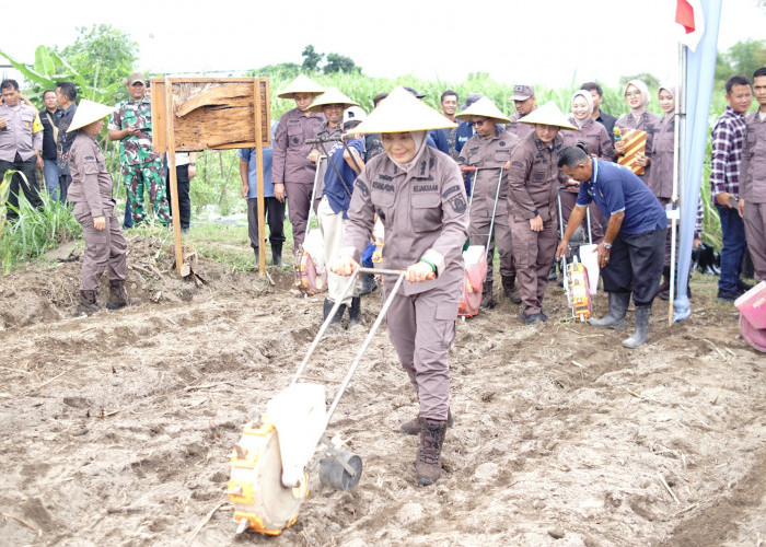 Dukung Program Ketahanan Pangan Nasional, Kejari Kabupaten Kediri Tanam Jagung di Jambean