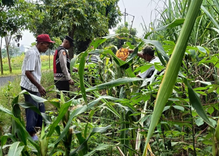 Polsek Krian Pantau Perkembangan Jagung Dukung Swasembada Pangan