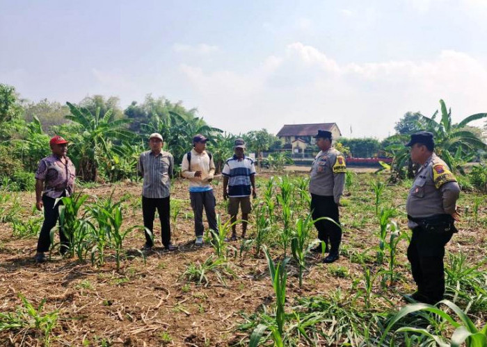 Jaga Stabilitas Pangan, Kapolsek Lakarsantri Cek Langsung Lahan Jagung di Sambikerep Surabaya