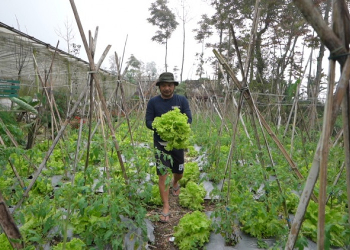 Petani Sayur Boyolali Dapat Harapan Baru Lewat Program MBG