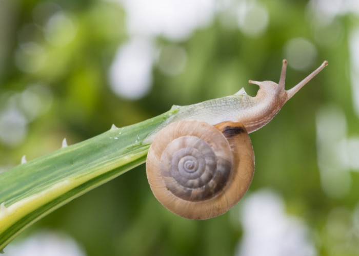 Manfaat Snail Mucin dalam Kandungan Skincare