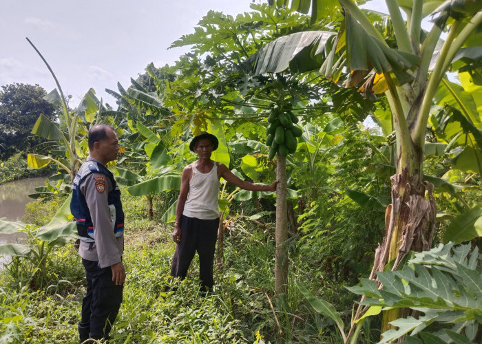 Bhabinkamtibmas Sidokerto Imbau Warga Rawat Tanaman Pisang, Dukung Ketahanan Pangan