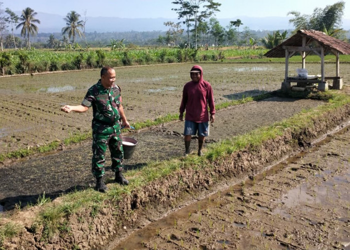 Wujudkan Swasembada Pangan, Babinsa Sukorejo Aktif Dampingi Petani di Lahan Persawahan