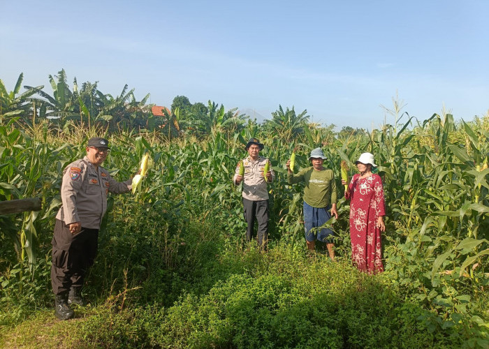 Panen Jagung 800 Kg, Polsek Porong Gandeng Petani Wujudkan Swasembada Pangan