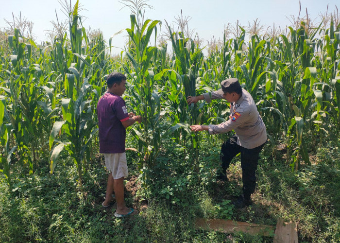 Dukung Program Ketahanan Pangan, Polisi Prambon Sidoarjo Blusukan ke Lahan Jagung Desa Bulang