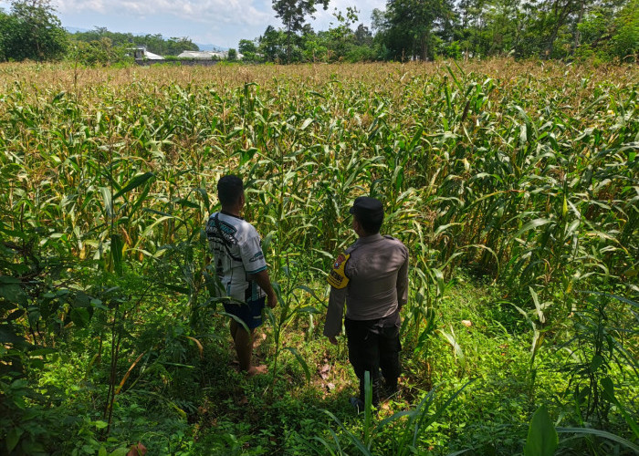 Dukung Ketahanan Pangan, Bhabinkamtibmas Polsek Sumbersuko Tinjau ke Sawah dan Serap Aspirasi Petani