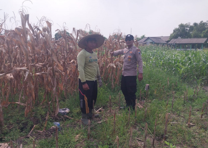 Polsek Sidoarjo Kota Cek Lahan Jagung di Desa Lebo, Dukung Program Ketahanan Pangan