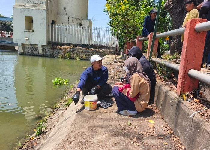  Ribuan Ikan Mati Massal di Surabaya, Ecoton Duga Kali Jagir Tercemar Limbah