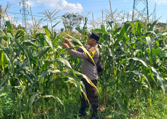 Dukung Asta Cita Presiden, Bhabinkamtibmas Desa Kutorenon Cek Lahan Jagung dan Serap Aspirasi Petani