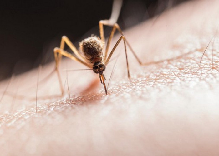Gatal-Gatal Digigit Nyamuk? Inilah 5 Cara Ampuh Menghalau Nyamuk