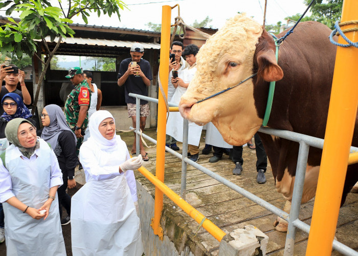 Jelang Iduladha 1447 H, Khofifah Pastikan Stok Hewan Kurban di Jatim Melimpah