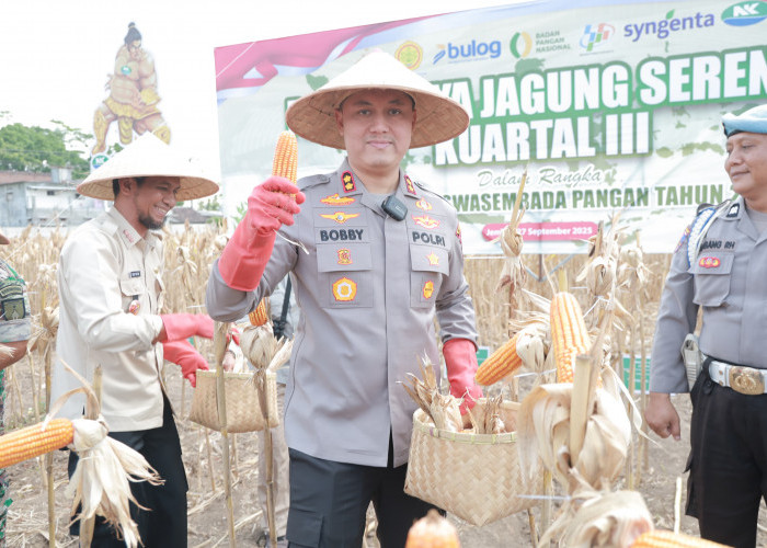 Dukung Ketahanan Pangan, Kapolres Jember Turun ke Ladang Pimpin Panen Raya Jagung 4 Hektare di Puger