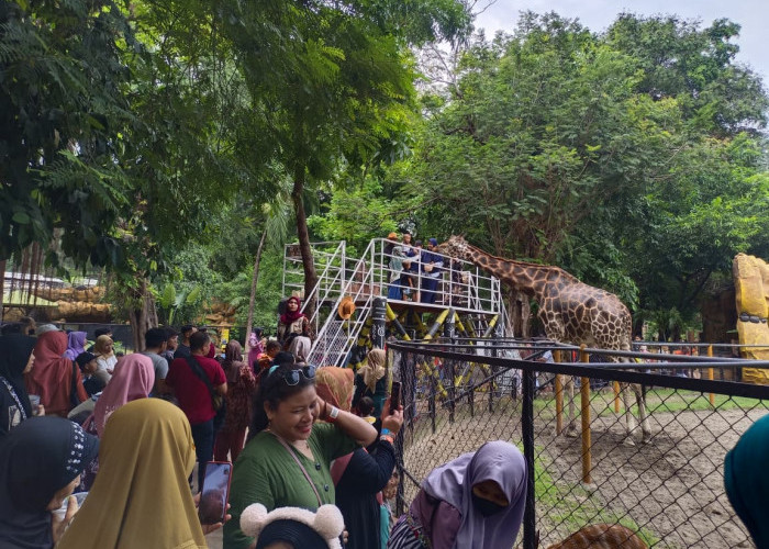 Seleksi Direksi KBS Makin Ketat, 24 Pelamar Berebut Tiga Kursi, Kepedulian Satwa Jadi Penentu