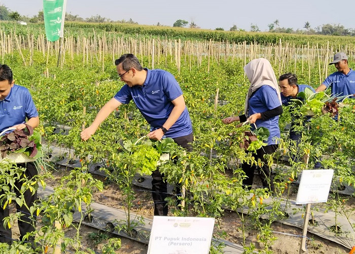 Pestani Rawit Groo Festival Petrokimia Gresik Dorong Produktivitas Petani Cabai di Jatim