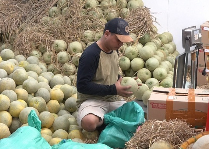 Suplai 25 Dapur MBG Jabodetabek, Omzet Pedagang Buah Pasar Kramat Jati Jakarta Meningkat
