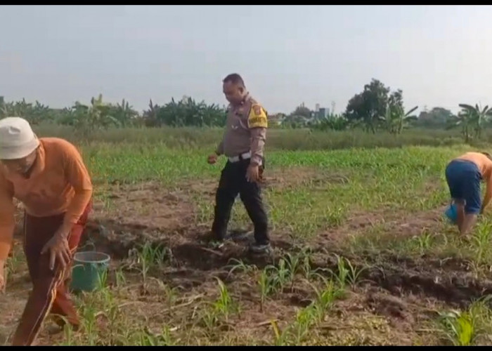 Polisi Bangil Aktif Bersama Kelompok Tani Gempeng Monitoring Seperempat Hektar Lahan Jagung