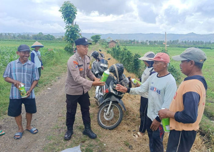 Dukung Ketahanan Pangan: Bhabinkamtibmas Tegaldlimo Turun Sawah, Jagung 20 Hektar Jadi Pantauan