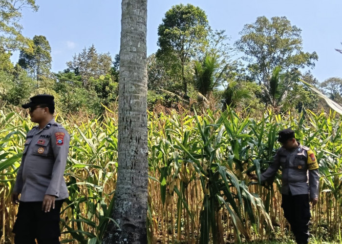 Dukung Asta Cita Presiden, Polsek Randuagung Cek Lahan Jagung Warga