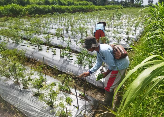 Cuaca Ekstrem Terjang Jember, Petani Cabai Dibayangi Kerugian