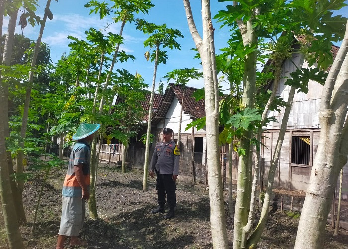 Bhabinkamtibmas Pangkur Pantau Lahan Pepaya Warga, Dukung Ketahanan Pangan di Ngawi