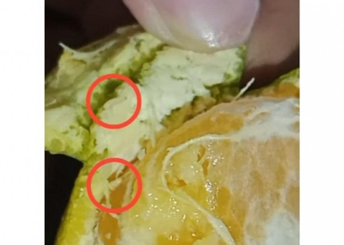 Jeruk MBG di SDN Tandes Kidul I Surabaya Ditemukan Larva, SPPG: Bukan Belatung tapi Ulat Buah