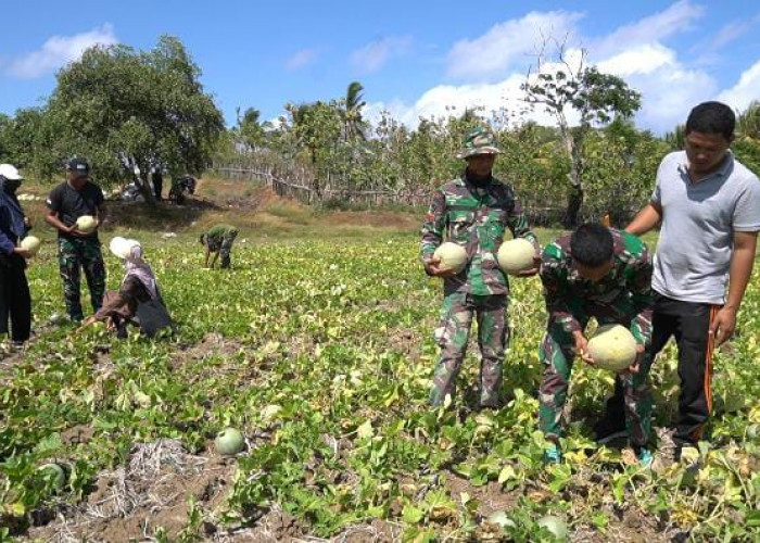 Satgas TMMD Panen Melon bersama Petani, Prada Reza: Ini Masih Jadi Primadona 