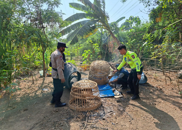 Polsek Waru Bongkar Arena Sabung Ayam di Bungurasih
