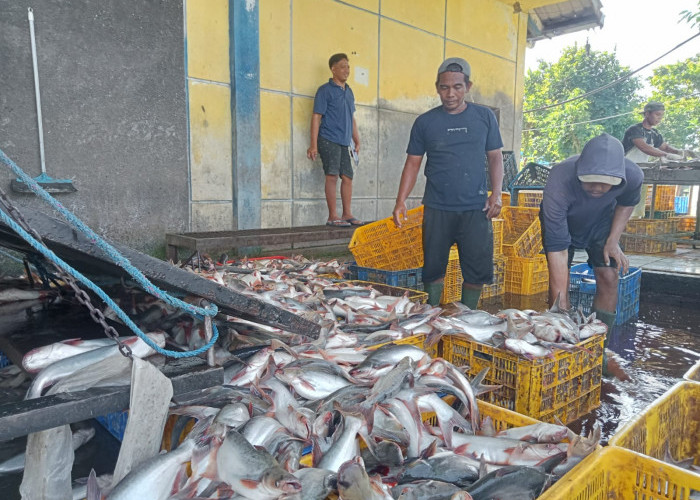 Produksi Tembus 2 Ribu Ton per Bulan, Tulungagung Jadi Penghasil Ikan Patin Terbesar Nasional