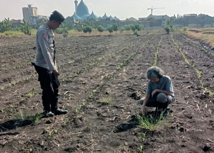 Dukung Ketahanan Pangan, Bhabinkamtibmas Polsek Taman Pantau Lahan Jagung di Sepanjang