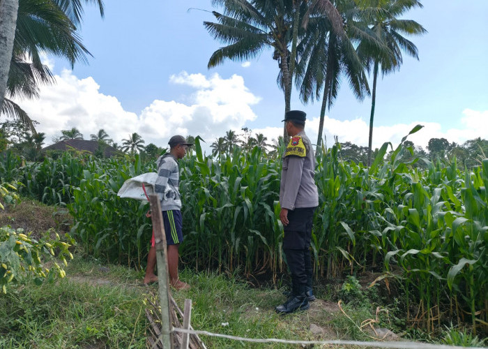 Dukung Asta Cita, Kapolsek Candipuro Tinjau Lahan Jagung Varietas Advanta di Sumberrejo