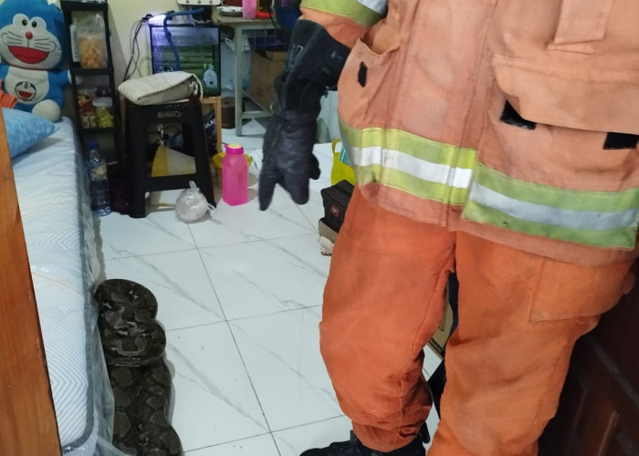 Bangun Tidur, Warga Gunung Anyar Temukan Piton 3,5 Meter di Samping Kasur