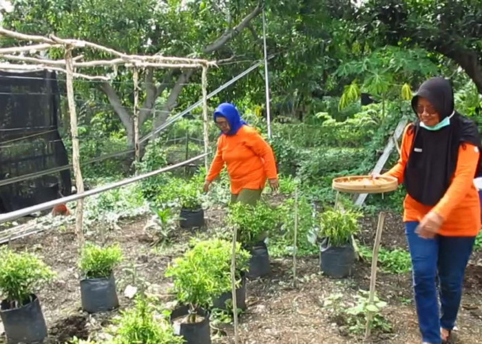 Cabai Sachet, Solusi Cerdas Warga Surabaya Hadapi Lonjakan Harga Jelang Nataru