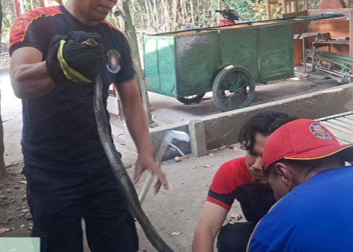 Nyaris Serang Warga, Dua Ular Kobra Dievakuasi Tim Damkar Pos Pare