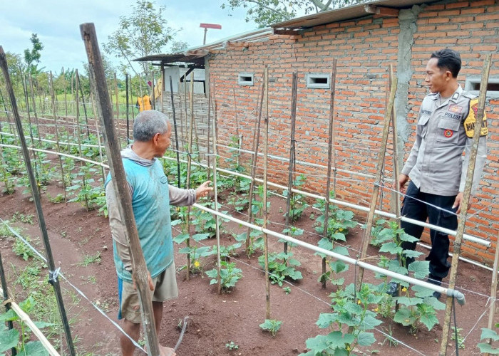 Bhabinkamtibmas Polsek Sine Dampingi Petani Timun, Perkuat Ketahanan Pangan di Kabupaten Ngawi