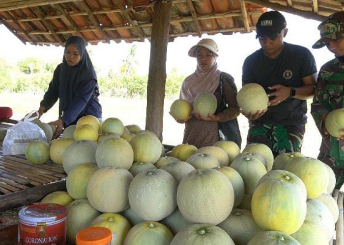 Makin Akrab, Satgas TMMD 121 Kodim 0827/Sumenep Bantu Petani Melon