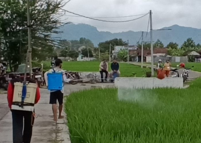 Ratusan Hektare Sawah di Tulungagung Diserang Wereng, Petani Dapat Bantuan Pestisida