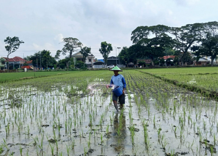 Jatah Pupuk Bersubsidi 2025 di Kabupaten Madiun Berkurang