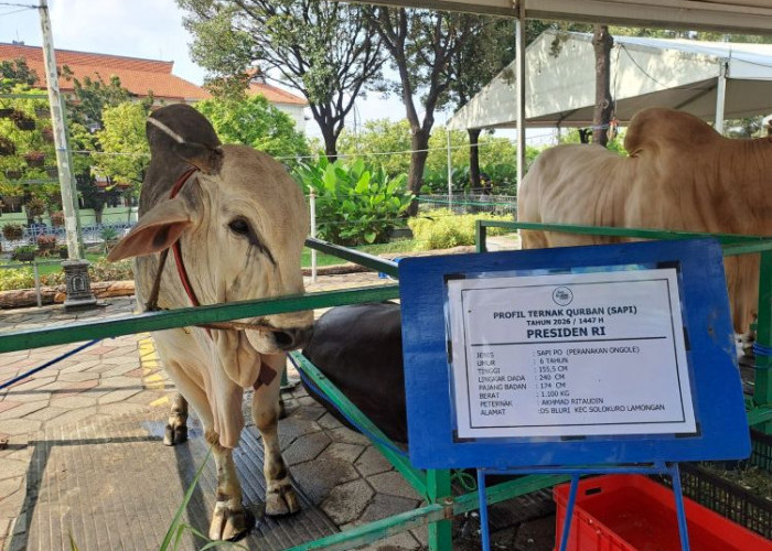 Sapi Kurban Presiden Prabowo di Masjid Al Akbar Surabaya Mengamuk