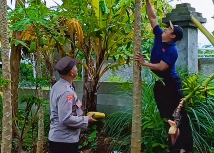 Bhabinkamtibmas Jogorogo Dorong Budidaya Pepaya di Pekarangan Warga untuk Perkuat Ketahanan Pangan
