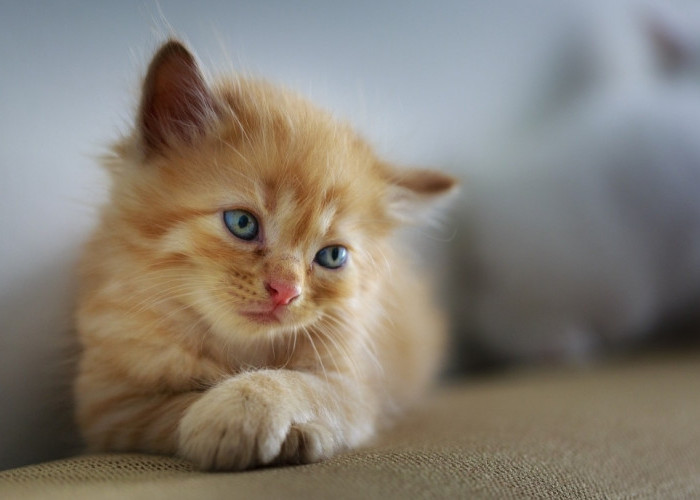 Kenali Tanda-Tanda Kucing Kesayangan Anda Stres